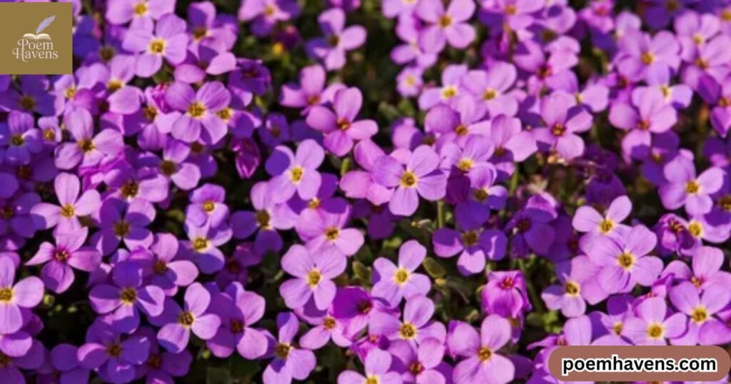 beautiful-flower-poems