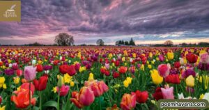 inspirational-tulip-quotes-and-poems