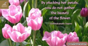 inspirational-tulip-quotes-and-poems-wisdom-and-beauty-in-bloom