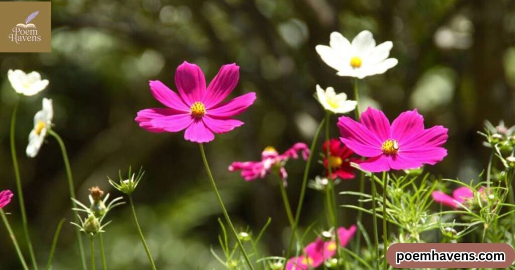 short-poems-about-flowers
