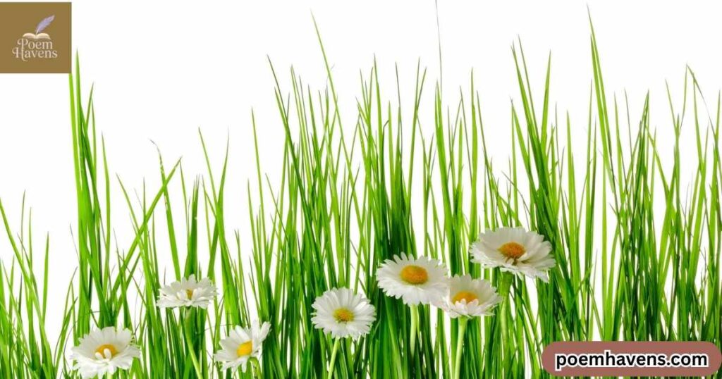 spring-haiku-10-soft-rain-s-melody