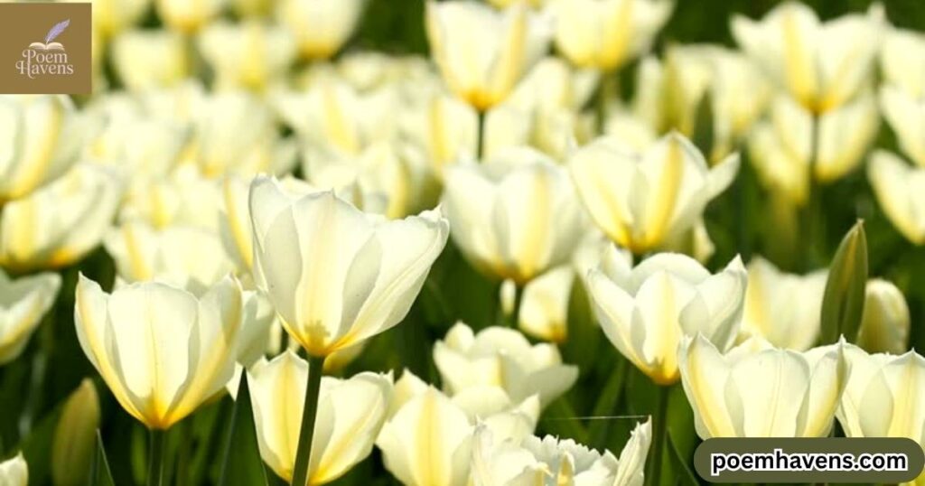 tulip-s-bloom