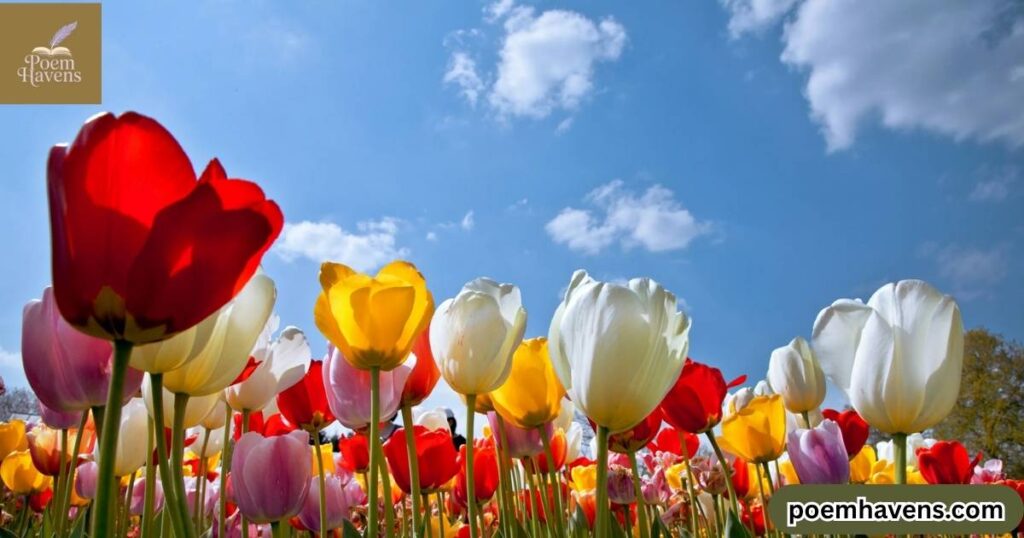tulip-s-wisdom