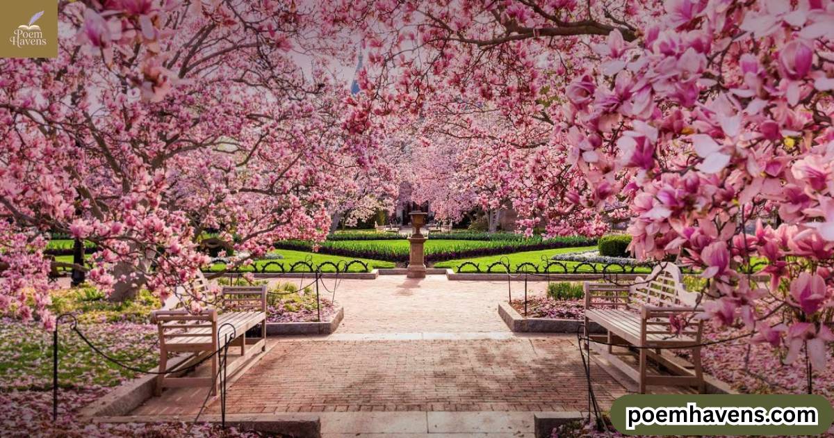 cherry-blossom-poems-haiku-meanings-short-sakura-verses