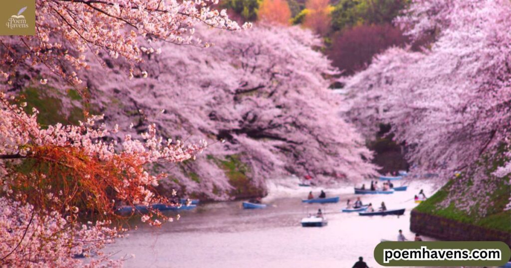 cherry-blossoms-in-seasonal-reflections